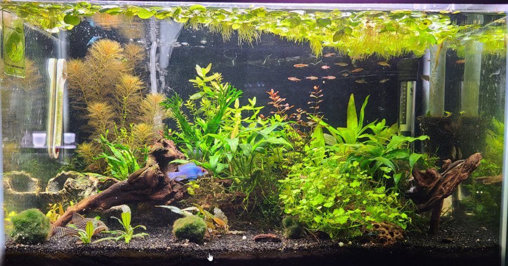 Fish tank filter with mechanical and biological filtration media